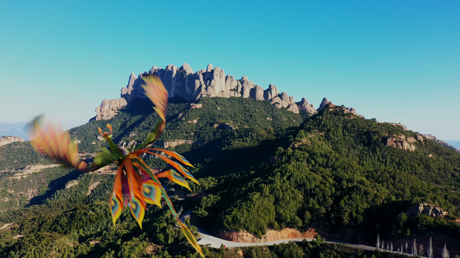 Fenix en Monserrat0066